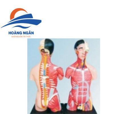 Mô hình nửa cơ thể người