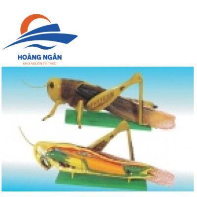 Mô hình cấu tạo châu chấu