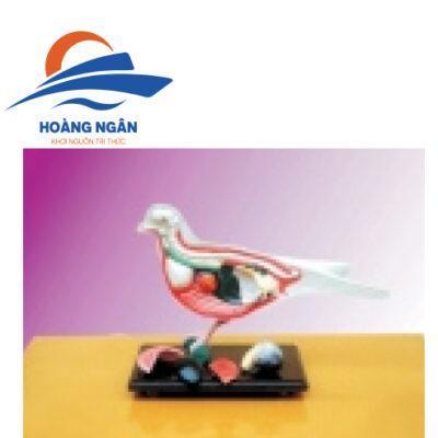 Mô hình cấu tạo Chim bồ câu