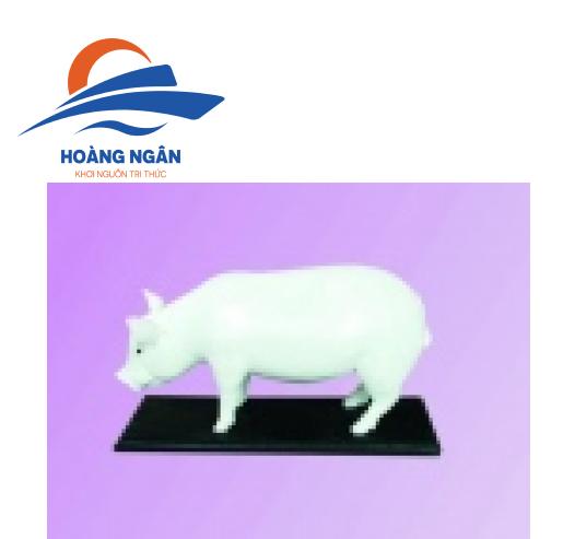 Mô hình cấu tạo con Lợn